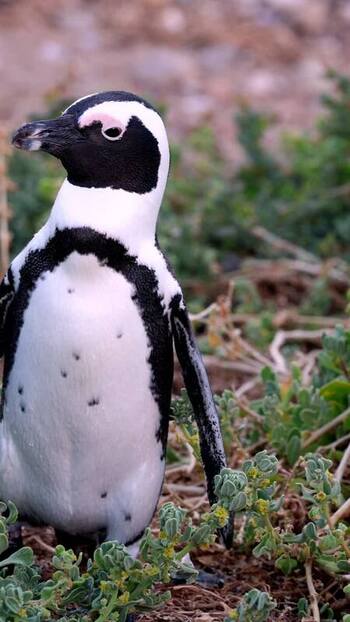 View of an African penguin at Stoney Point Penguin Colony South Africa. View of an African penguin at Stoney Point Penguin Colony South Africa.