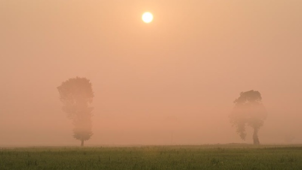 View of trees in a foggy field at sunrise Bangladesh.
