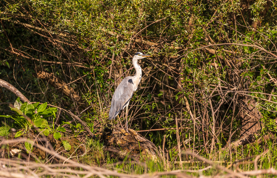 View of a grey heron perched on a log among dense green foliage and branches at Skadar Lake in Virpazar Bar Municipality Montenegro. View of a grey heron perched on a log among dense green foliage and branches at Skadar Lake in Virpazar Bar Municipality Montenegro.