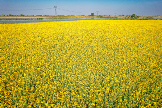 Aerial view of a vast yellow rapeseed field in full bloom with flooded rice paddies and power lines under a clear blue sky in Trino Piedmont Italy. Aerial view of a vast yellow rapeseed field in full bloom with flooded rice paddies and power lines under a clear blue sky in Trino Piedmont Italy.