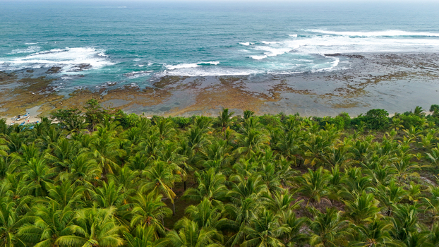 Aerial view of a beach with a dense palm tree forest and rocky shoreline along the coast of Indonesia.