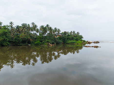 Aerial view of tropical palm trees reflecting in the calm waters of a coastal lagoon under an overcast sky in Galle Southern Province Sri Lanka. Aerial view of tropical palm trees reflecting in the calm waters of a coastal lagoon under an overcast sky in Galle Southern Province Sri Lanka.