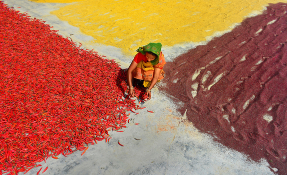 Bogura Bangladesh 13 February 2017 View of a woman sorting red chili peppers next to colorful patches of drying spices on the ground under bright sunlight. Bogura Bangladesh 13 February 2017 View of a woman sorting red chili peppers next to colorful patches of drying spices on the ground under bright sunlight.