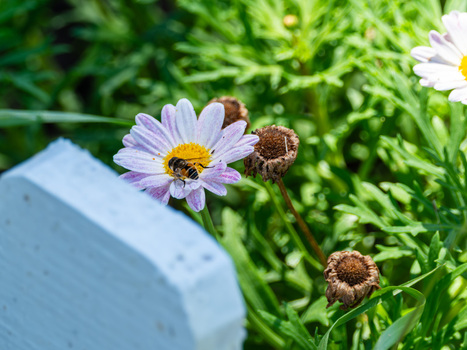 View of a bee pollinating a purple daisy flower among green foliage and dried blossoms Divjake Fier County Albania.
