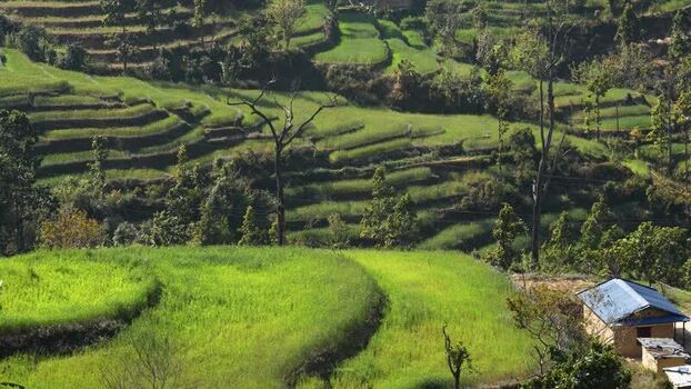 View of lush green terraced fields on a hillside Nepal.