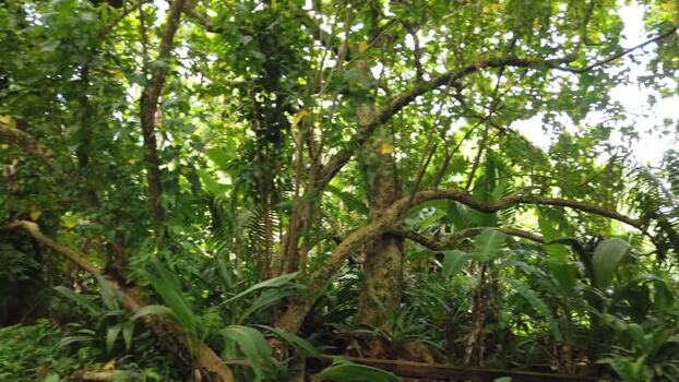 View of a dirt path through lush tropical foliage Pitcairn Islands.