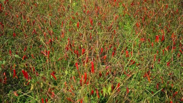 View of red chili peppers in a field Bangladesh.