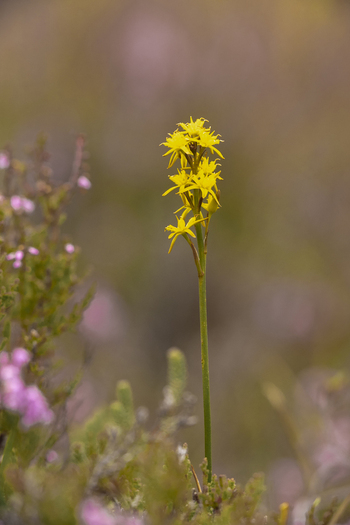 View of a Bog Asphodel flower in bloom with yellow petals and green stem surrounded by soft focus heather in Scotland United Kingdom. View of a Bog Asphodel flower in bloom with yellow petals and green stem surrounded by soft focus heather in Scotland United Kingdom.