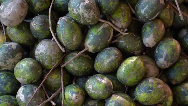 View of fresh hog plums piled together at a local market Bangladesh. View of fresh hog plums piled together at a local market Bangladesh.