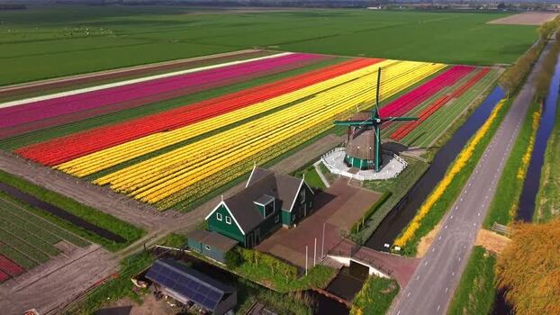 Aerial view of De Nachtegaal windmill and colorful tulip fields Netherlands.