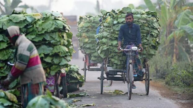 View of a man transporting large green leaves on a cart Bangladesh. View of a man transporting large green leaves on a cart Bangladesh.