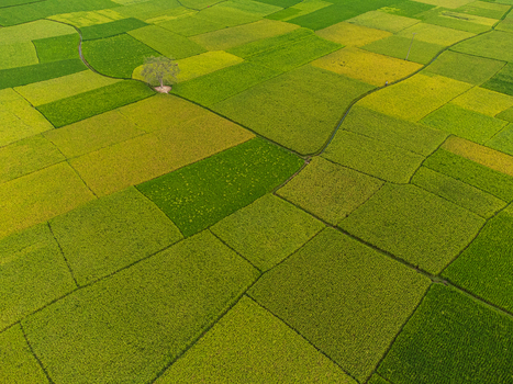 Aerial view of a patchwork of vibrant green and yellow fields punctuated by a solitary tree creating a serene landscape Joypurhat Rajshahi Division Bangladesh. Aerial view of a patchwork of vibrant green and yellow fields punctuated by a solitary tree creating a serene landscape Joypurhat Rajshahi Division Bangladesh.
