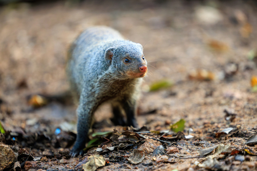 View of a banded mongoose standing on the forest floor among dry leaves and dirt in Skukuza Mpumalanga South Africa. View of a banded mongoose standing on the forest floor among dry leaves and dirt in Skukuza Mpumalanga South Africa.