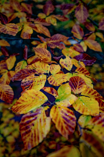 View of vibrant autumn beech leaves in shades of yellow orange and red on a branch in the Black Forest Offenburg Baden Wurttemberg Germany. View of vibrant autumn beech leaves in shades of yellow orange and red on a branch in the Black Forest Offenburg Baden Wurttemberg Germany.