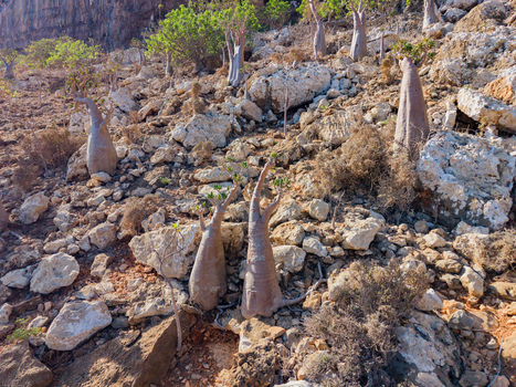 Aerial view of the arid landscape dotted with unique bottle trees clinging to rocky slopes in the Hoq cave Erissel Socotra Yemen.