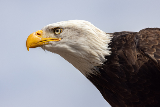 View of a majestic bald eagle profile showing its white head and sharp yellow beak against a clear sky in Selestat Grand Est France.
