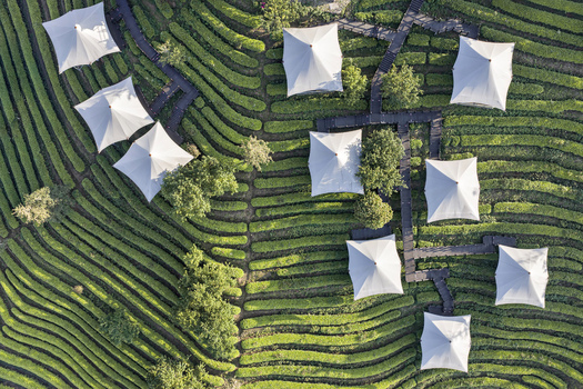 Aerial view of white glamping tents and wooden walkways nestled among lush green terraced tea plantations in Puer Yunnan China.