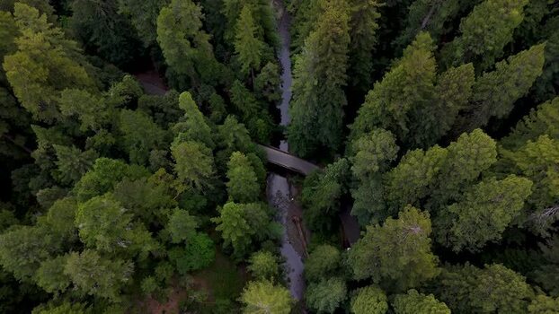 Aerial view of a bridge over a stream in a redwood forest United States. Aerial view of a bridge over a stream in a redwood forest United States.