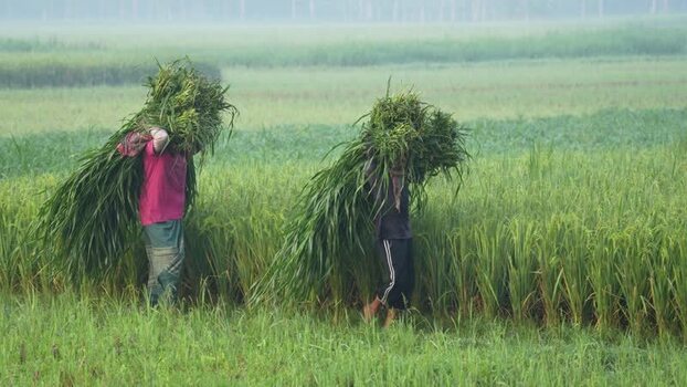 View of farmers carrying harvested grass in Bogura Bangladesh. View of farmers carrying harvested grass in Bogura Bangladesh.