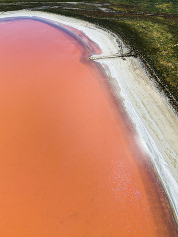 Aerial view of the vibrant pink salt lake in the Mallee region featuring a white salt crust shoreline and surrounding green vegetation in Woorinen North Victoria Australia. Aerial view of the vibrant pink salt lake in the Mallee region featuring a white salt crust shoreline and surrounding green vegetation in Woorinen North Victoria Australia.