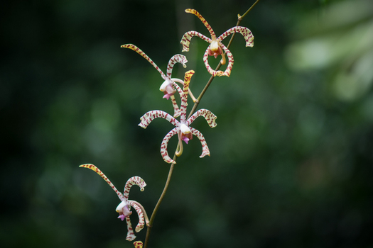 View of a delicate spider orchid with spotted petals and sepals blooming on a slender stem against a soft focus green forest background in Costa Rica.