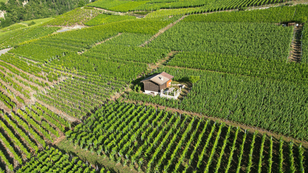 Aerial view of lush green vineyards on a terraced hillside with a small wooden hut under bright sunlight Leytron Valais Switzerland. Aerial view of lush green vineyards on a terraced hillside with a small wooden hut under bright sunlight Leytron Valais Switzerland.