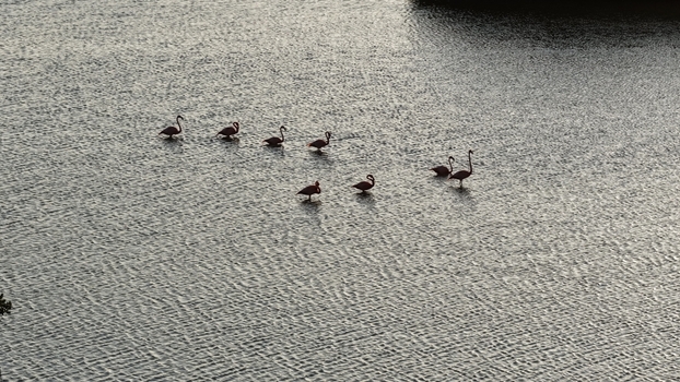 Aerial view of a group of pink flamingos standing in the shallow rippling waters of Yucalpeten Progreso Yucatan Mexico. Aerial view of a group of pink flamingos standing in the shallow rippling waters of Yucalpeten Progreso Yucatan Mexico.