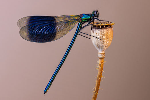 View of an iridescent blue damselfly perched on a dried poppy seed pod against a soft neutral background in Wittenheim Grand Est France.