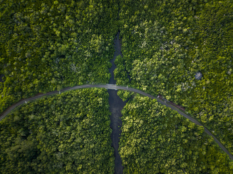 Aerial view of a river cutting through the lush Karimunjawa Mangrove Forest bisected by a slender road Karimunjawa Central Java Indonesia.