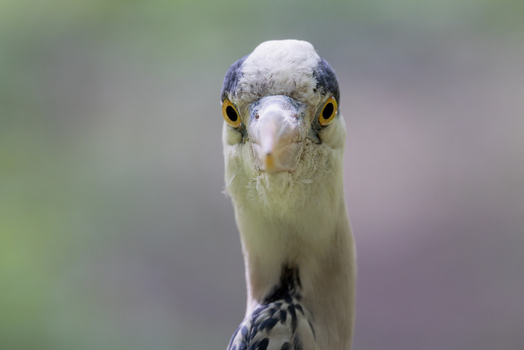View of a grey heron looking directly at the camera with its sharp beak and yellow eyes against a soft blurred background Mulhouse Grand Est France.