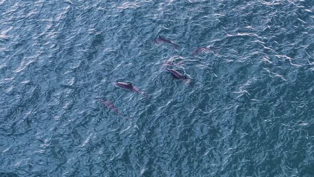 Aerial view of a pod of dolphins in the ocean Maldives.