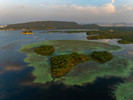 Aerial view of lush green islands covered in vegetation amidst the calm waters of the lake dotted with lily pads and surrounded by distant hills in Udaipur Rajasthan India.