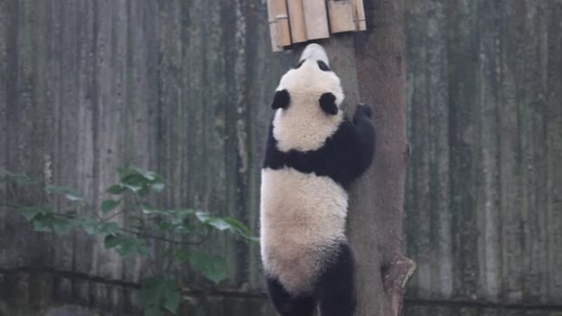 View of a giant panda climbing a tree in Chengdu China. View of a giant panda climbing a tree in Chengdu China.