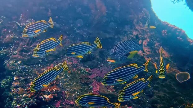 View of oriental sweetlips swimming near a coral reef Indonesia.