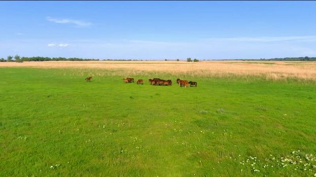 Aerial view of horses in the Danube Delta Romania. Aerial view of horses in the Danube Delta Romania.