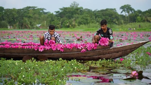 View of men in a boat filled with pink water lilies Bangladesh. View of men in a boat filled with pink water lilies Bangladesh.