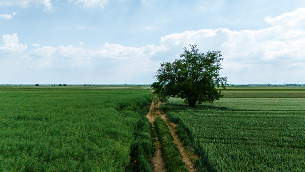 Aerial view of a lone tree standing beside a dirt path through lush green agricultural fields under a bright cloudy sky in Novi Sad Vojvodina Serbia. Aerial view of a lone tree standing beside a dirt path through lush green agricultural fields under a bright cloudy sky in Novi Sad Vojvodina Serbia.