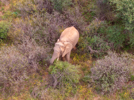 Aerial view of an elephant grazing among shrubs and yellow wildflowers in the African savanna Africa. Aerial view of an elephant grazing among shrubs and yellow wildflowers in the African savanna Africa.