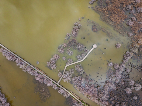 Aerial view of the Scamandre Regional Nature Reserve featuring a wooden boardwalk winding through wetlands and dry vegetation in Arles Provence Alpes Cote d Azur France. Aerial view of the Scamandre Regional Nature Reserve featuring a wooden boardwalk winding through wetlands and dry vegetation in Arles Provence Alpes Cote d Azur France.