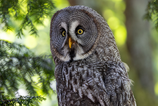 View of a Great Grey Owl with striking yellow eyes perched among green pine branches in Selestat Grand Est France.