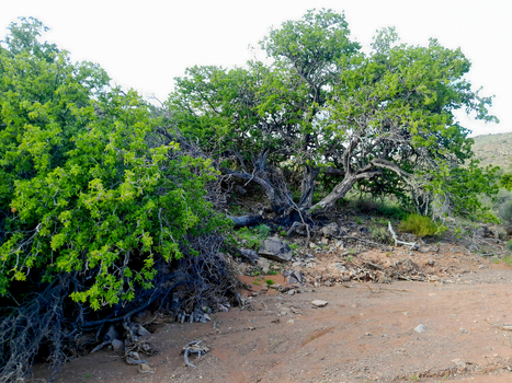 View of a large gnarled tree with vibrant green foliage growing on dry rocky soil in the semi arid landscape of Anysberg Nature Reserve Anysberg Western Cape South Africa. View of a large gnarled tree with vibrant green foliage growing on dry rocky soil in the semi arid landscape of Anysberg Nature Reserve Anysberg Western Cape South Africa.