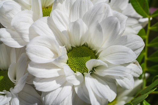 View of a white chrysanthemum flower with a vibrant green center captured in a garden setting in Looe Cornwall United Kingdom. View of a white chrysanthemum flower with a vibrant green center captured in a garden setting in Looe Cornwall United Kingdom.