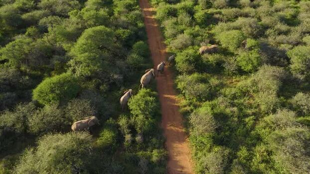 Aerial view of elephants walking along a dirt road in South Africa.