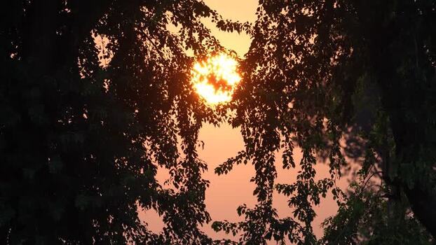 View of the golden sunset through tree silhouettes Bangladesh.
