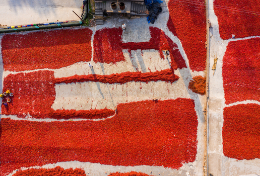 Bogura Rajshahi Division Bangladesh 06 March 2022 Aerial view of red chilies spread out to dry on a concrete surface with workers tending to the harvest in the sun.