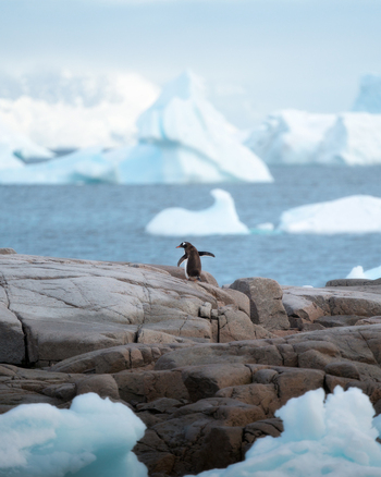 View of a Gentoo penguin standing on rocky terrain with massive icebergs floating in the cold blue ocean waters of Antarctica.