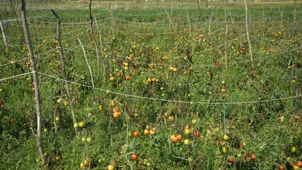 View of tomato plants growing in a rural field Nepal.