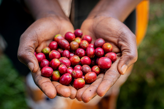 Aerial view of hands holding freshly harvested red coffee cherries during the harvest season in a plantation in Bujumbura Burundi.