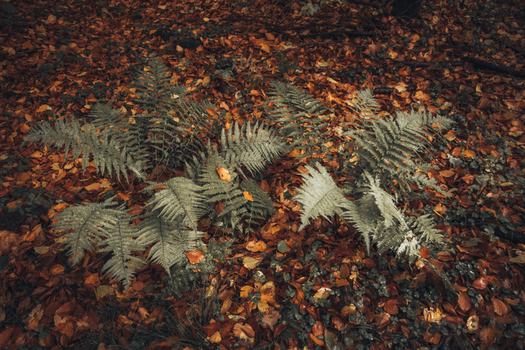 View of green ferns growing among fallen autumn leaves on a forest floor in Poland. View of green ferns growing among fallen autumn leaves on a forest floor in Poland.