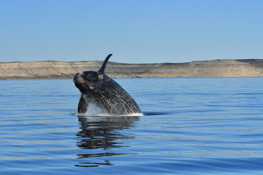 View of a Southern Right Whale breaching in the calm blue waters near Puerto Piramides Puerto Madryn Chubut Argentina. View of a Southern Right Whale breaching in the calm blue waters near Puerto Piramides Puerto Madryn Chubut Argentina.